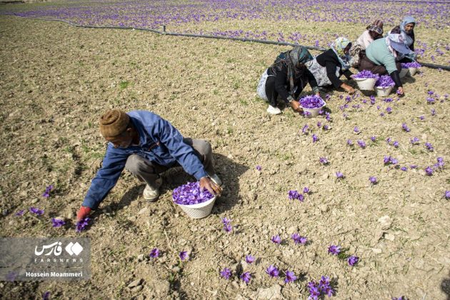 Red gold harvest season in Iran