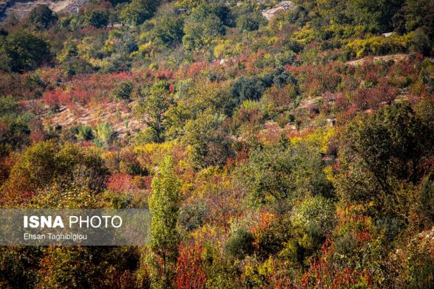 A thousand shades of autumn in Sheet Village, Iran’s Tarom