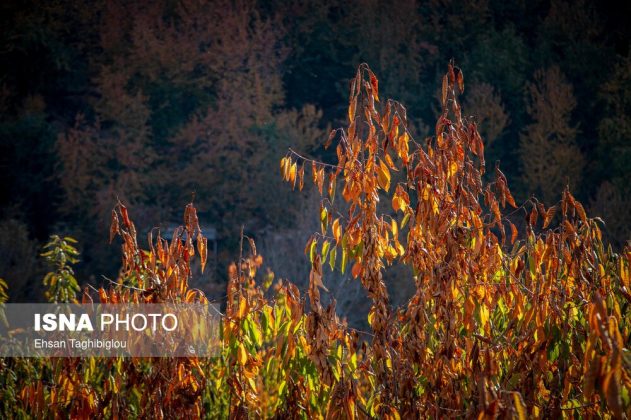 A thousand shades of autumn in Sheet Village, Iran’s Tarom