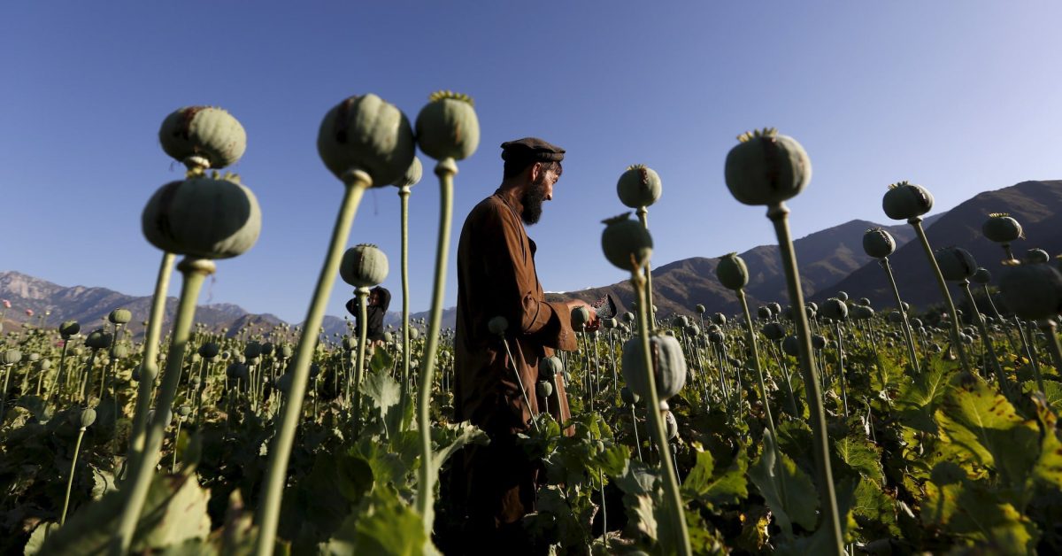 Opium farming in Afghanistan declined by a fifth in 2025: UN