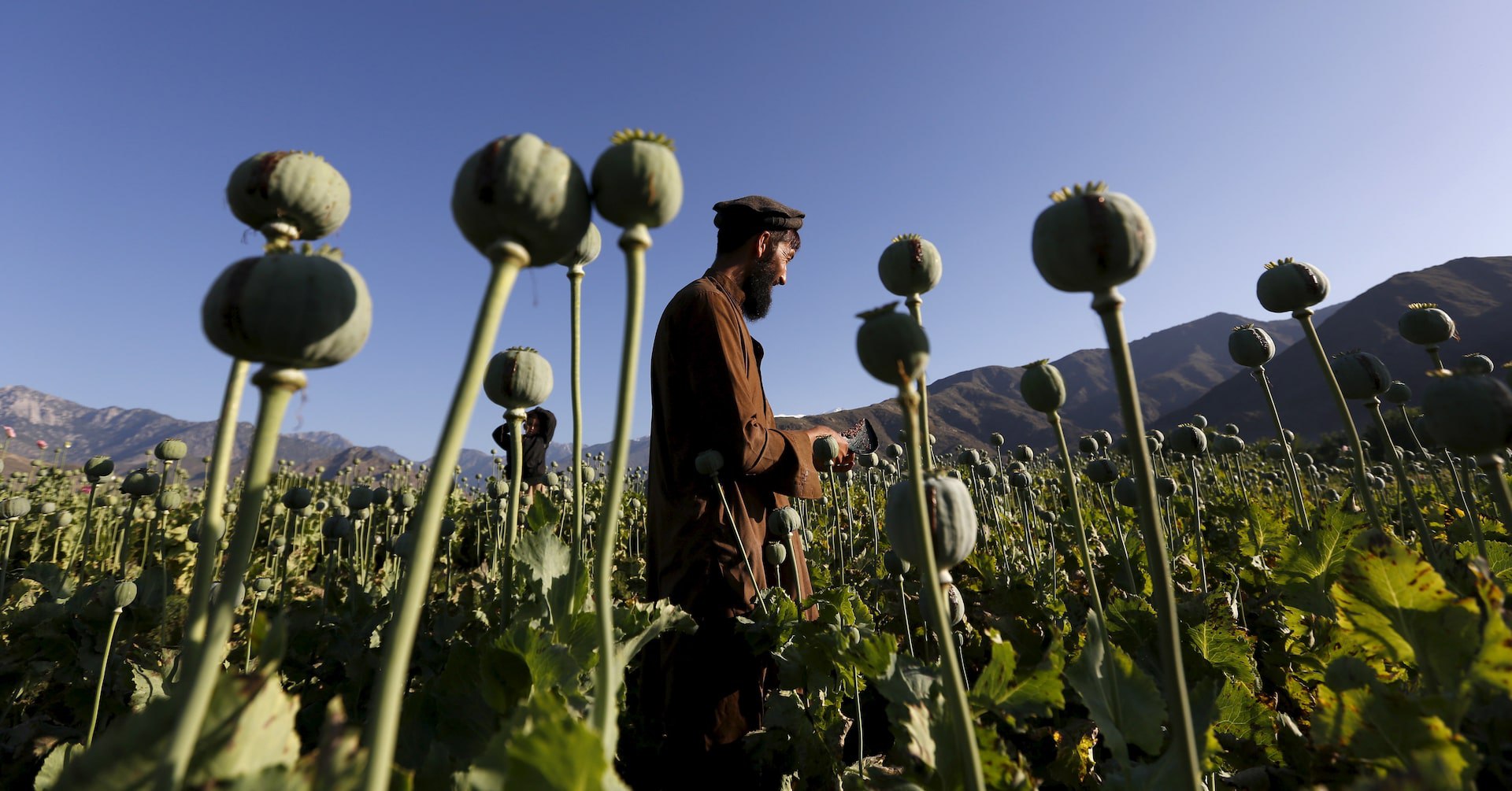 Opium farming in Afghanistan declined by a fifth in 2025: UN
