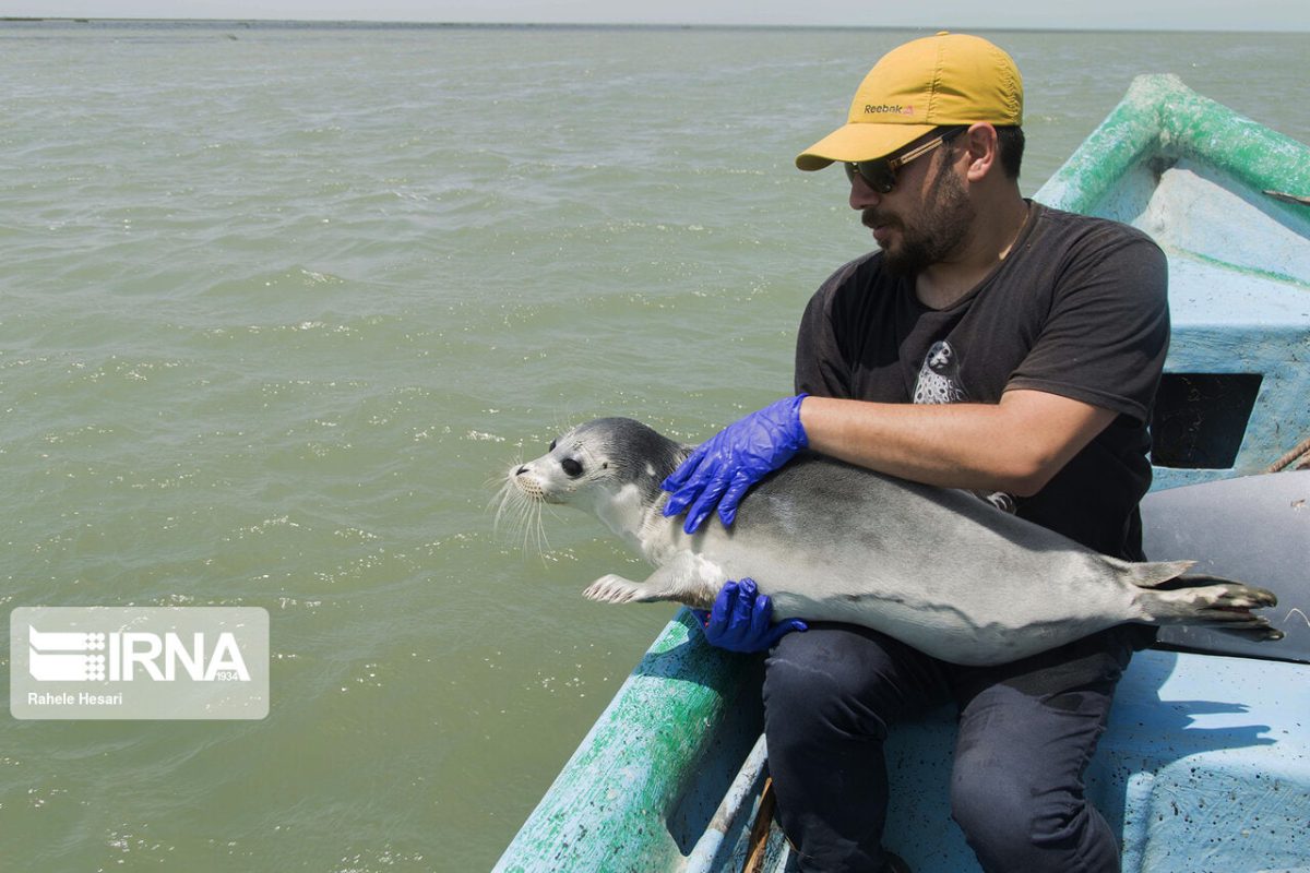 New wave of mysterious Caspian seal deaths raises alarm across region