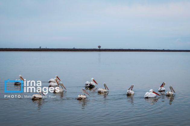 Pelicans return to Mazandaran’s shores as winter guests of Caspian Sea