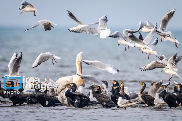 Pelicans return to Mazandaran’s shores as winter guests of Caspian Sea