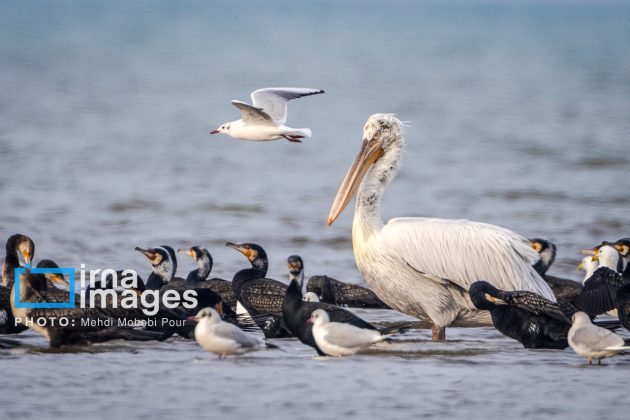 Pelicans return to Mazandaran’s shores as winter guests of Caspian Sea