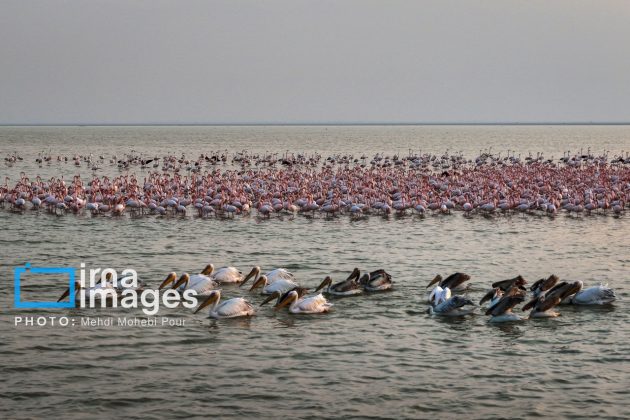 Pelicans return to Mazandaran’s shores as winter guests of Caspian Sea
