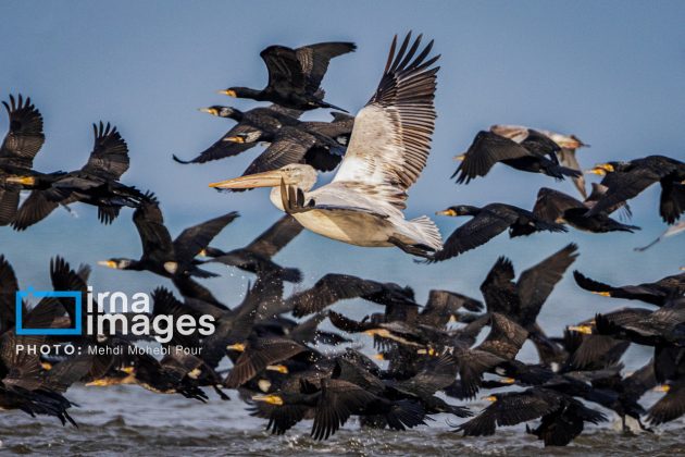 Pelicans return to Mazandaran’s shores as winter guests of Caspian Sea