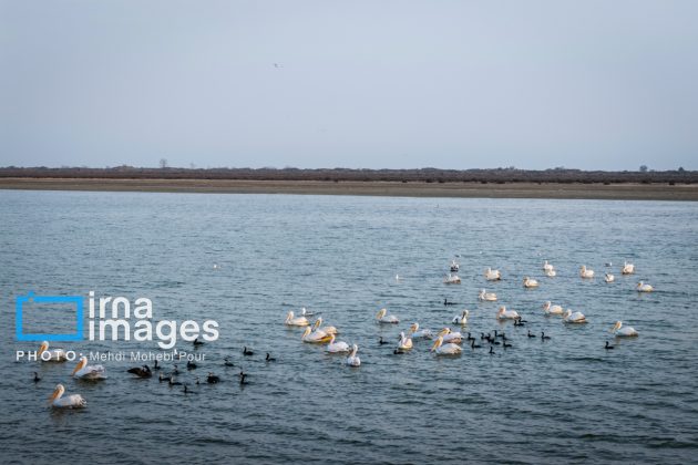 Pelicans return to Mazandaran’s shores as winter guests of Caspian Sea