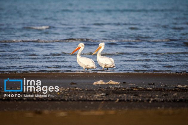 Pelicans return to Mazandaran’s shores as winter guests of Caspian Sea