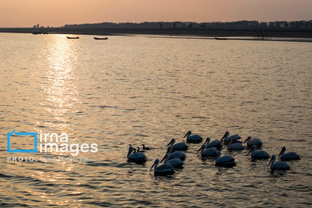 Pelicans return to Mazandaran’s shores as winter guests of Caspian Sea
