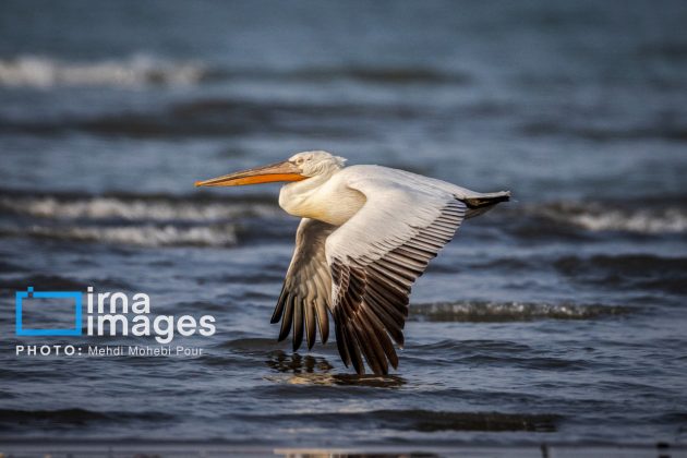 Pelicans return to Mazandaran’s shores as winter guests of Caspian Sea