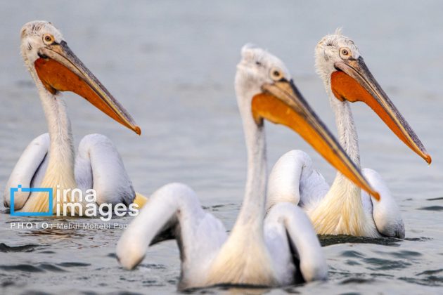 Pelicans return to Mazandaran’s shores as winter guests of Caspian Sea