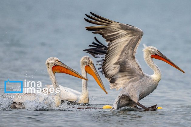 Pelicans return to Mazandaran’s shores as winter guests of Caspian Sea