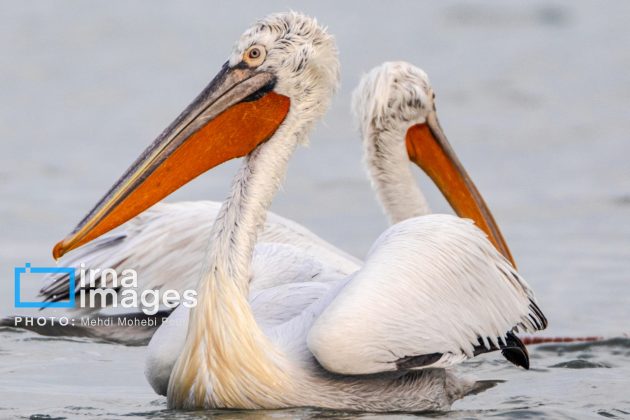 Pelicans return to Mazandaran’s shores as winter guests of Caspian Sea