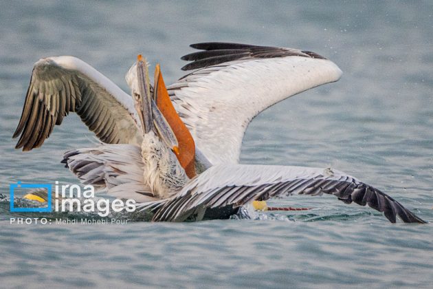 Pelicans return to Mazandaran’s shores as winter guests of Caspian Sea