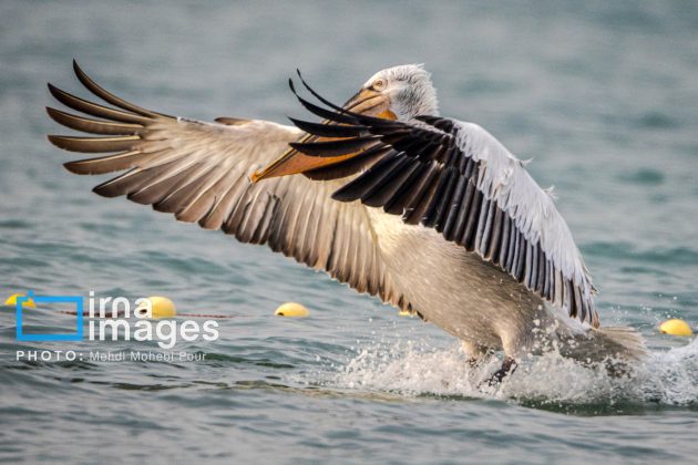 Pelicans return to Mazandaran’s shores as winter guests of Caspian Sea