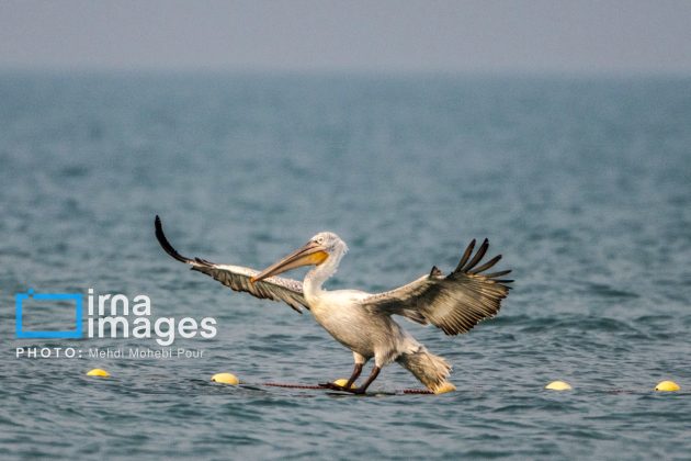 Pelicans return to Mazandaran’s shores as winter guests of Caspian Sea