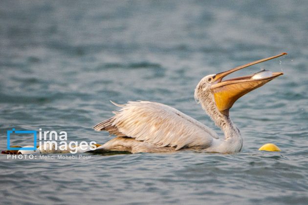 Pelicans return to Mazandaran’s shores as winter guests of Caspian Sea