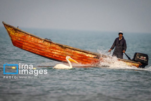 Pelicans return to Mazandaran’s shores as winter guests of Caspian Sea
