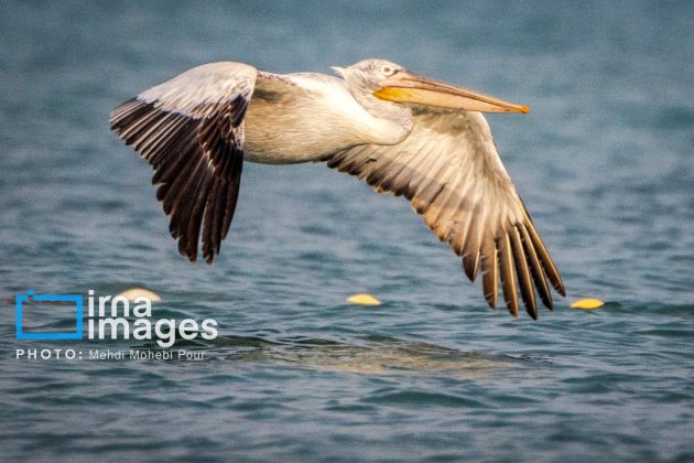 Pelicans return to Mazandaran’s shores as winter guests of Caspian Sea