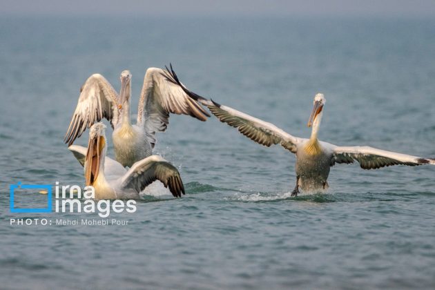 Pelicans return to Mazandaran’s shores as winter guests of Caspian Sea