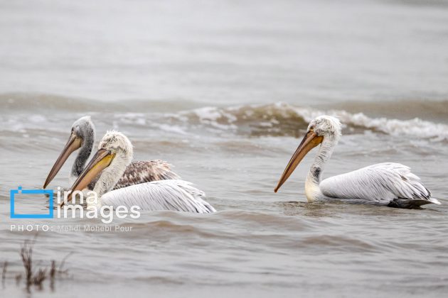 Pelicans return to Mazandaran’s shores as winter guests of Caspian Sea