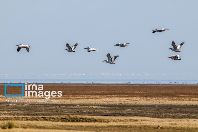 Pelicans return to Mazandaran’s shores as winter guests of Caspian Sea