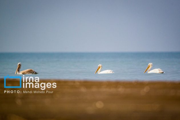 Pelicans return to Mazandaran’s shores as winter guests of Caspian Sea