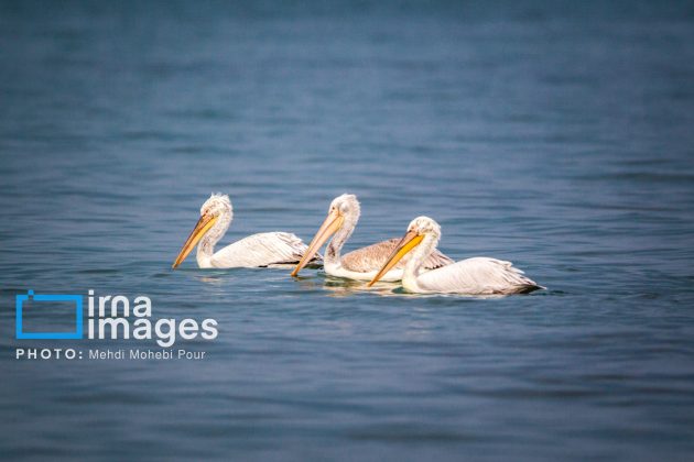 Pelicans return to Mazandaran’s shores as winter guests of Caspian Sea
