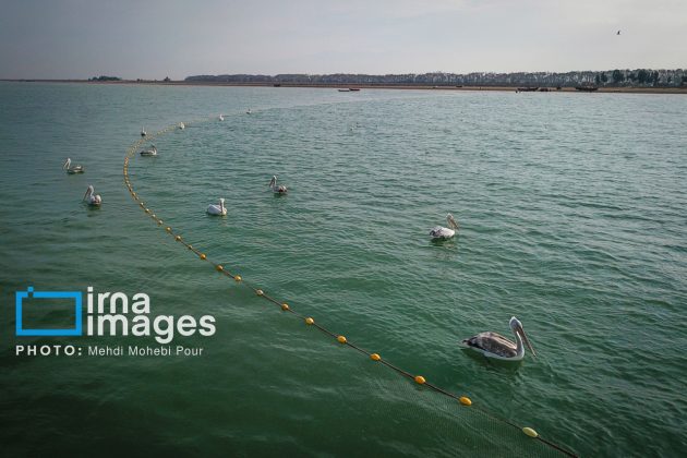 Pelicans return to Mazandaran’s shores as winter guests of Caspian Sea