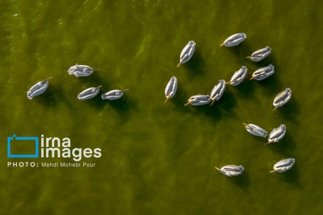 Pelicans return to Mazandaran’s shores as winter guests of Caspian Sea