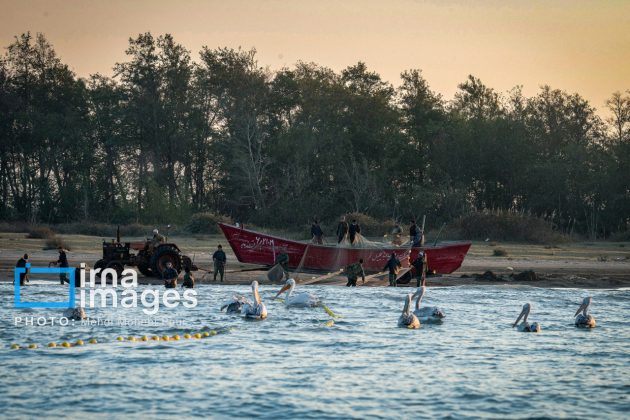 Pelicans return to Mazandaran’s shores as winter guests of Caspian Sea