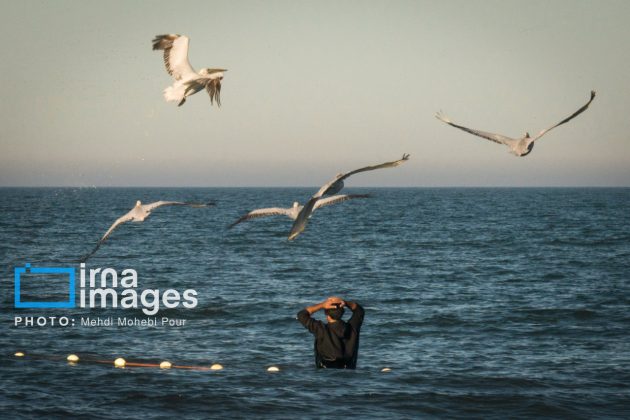 Pelicans return to Mazandaran’s shores as winter guests of Caspian Sea