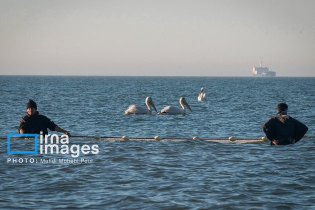 Pelicans return to Mazandaran’s shores as winter guests of Caspian Sea
