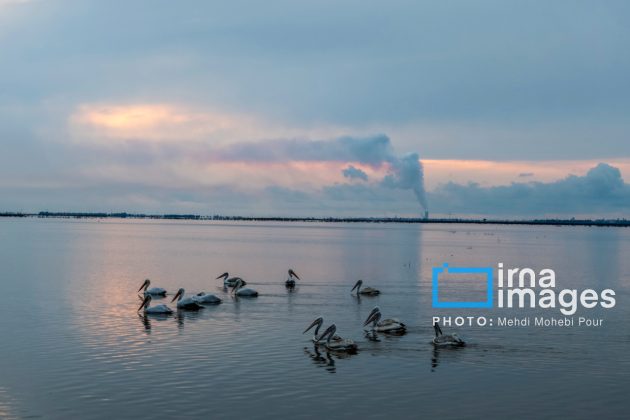 Pelicans return to Mazandaran’s shores as winter guests of Caspian Sea