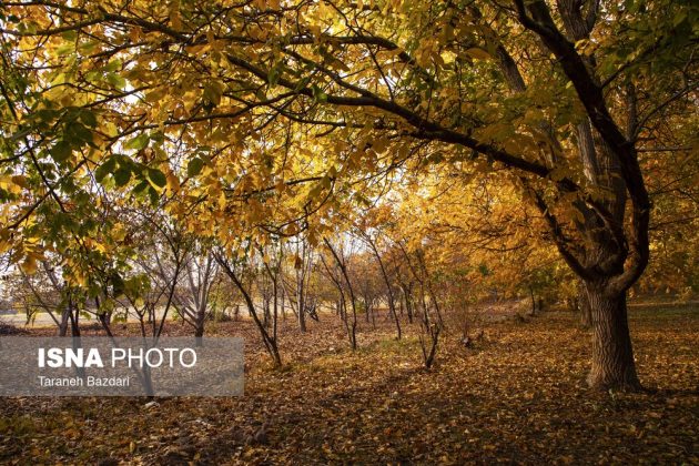 Autumn colors draw visitors to Alishtar in Iran’s Lorestan