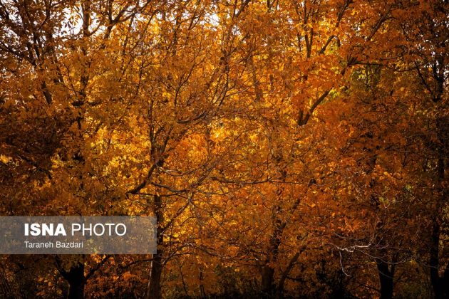 Autumn colors draw visitors to Alishtar in Iran’s Lorestan