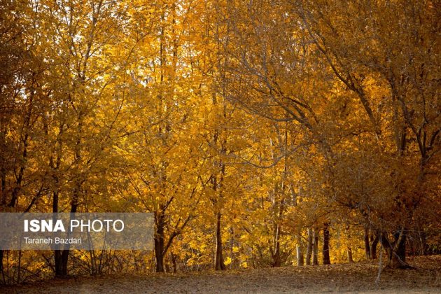 Autumn colors draw visitors to Alishtar in Iran’s Lorestan