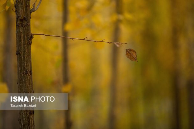Autumn colors draw visitors to Alishtar in Iran’s Lorestan
