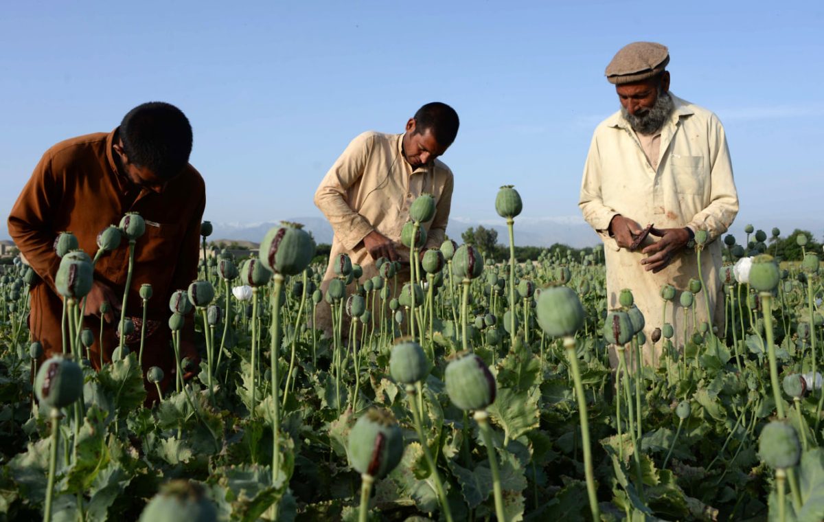 UN says Afghan farmers taking heavy hit from opium poppy ban 1 UN says Afghan farmers taking heavy hit from opium poppy ban