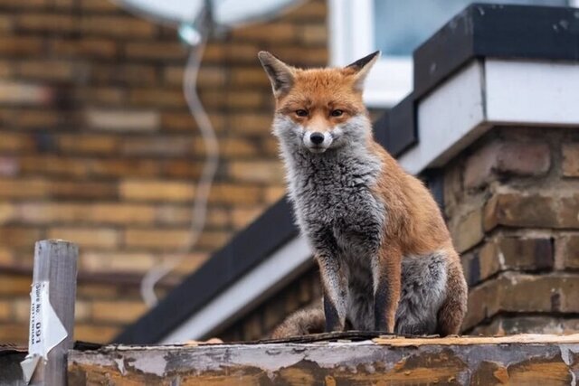 Foxes enter Tehran’s streets as drought and habitat loss intensify                                        