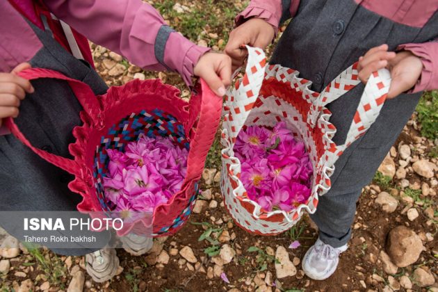 Rose Harvest and Rosewater Preparation in Memory of the Martyred Students of Minab