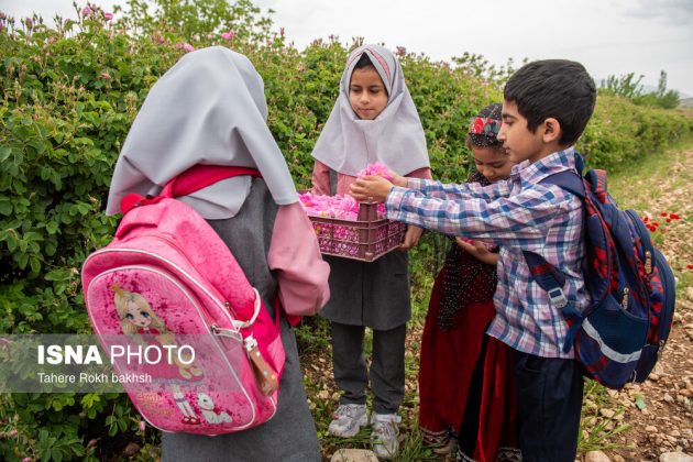 Rose Harvest and Rosewater Preparation in Memory of the Martyred Students of Minab