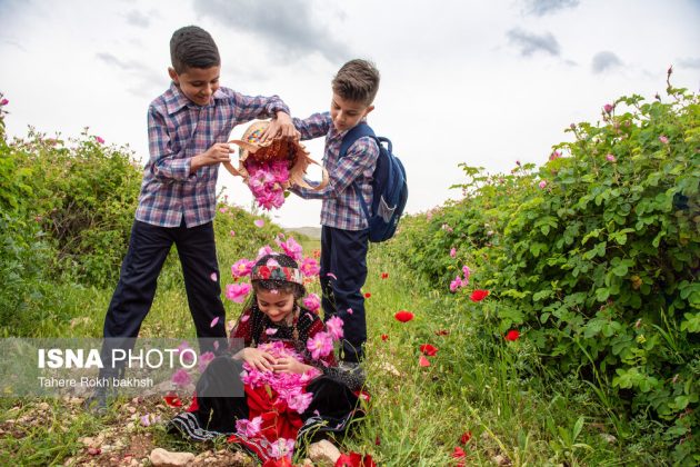 Rose Harvest and Rosewater Preparation in Memory of the Martyred Students of Minab