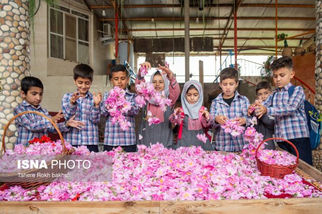 Rose Harvest and Rosewater Preparation in Memory of the Martyred Students of Minab